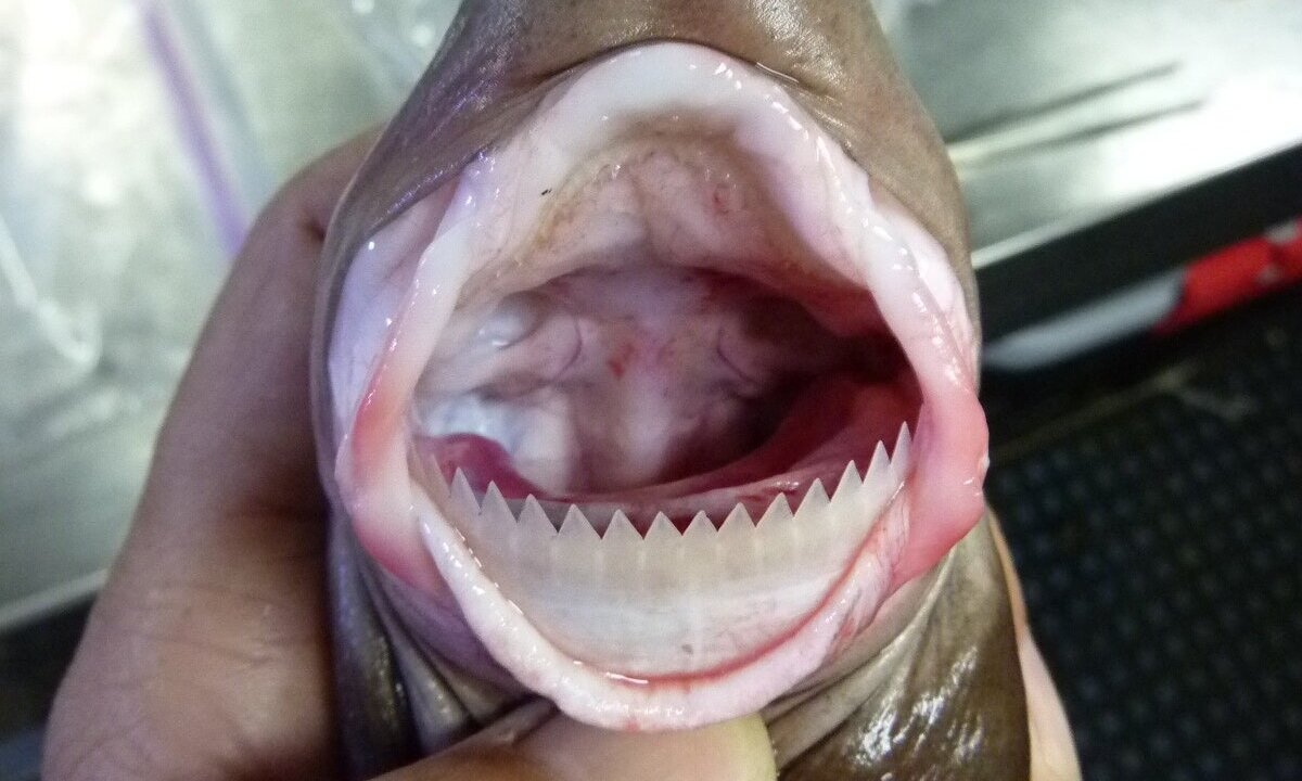 Hàm răng của cá mập cắt bánh quy