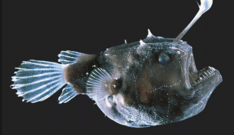 Cá mặt quỷ đực Anglerfish chết đi để lại tinh hoàn cho cá cái thụ tinh