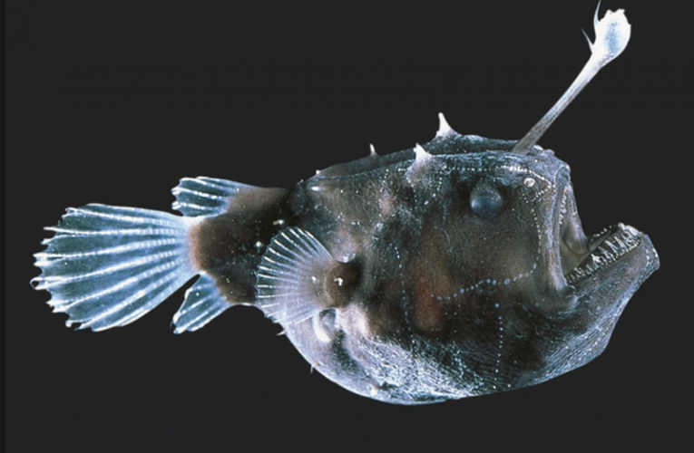 Cá mặt quỷ đực Anglerfish chết đi để lại tinh hoàn cho cá cái thụ tinh