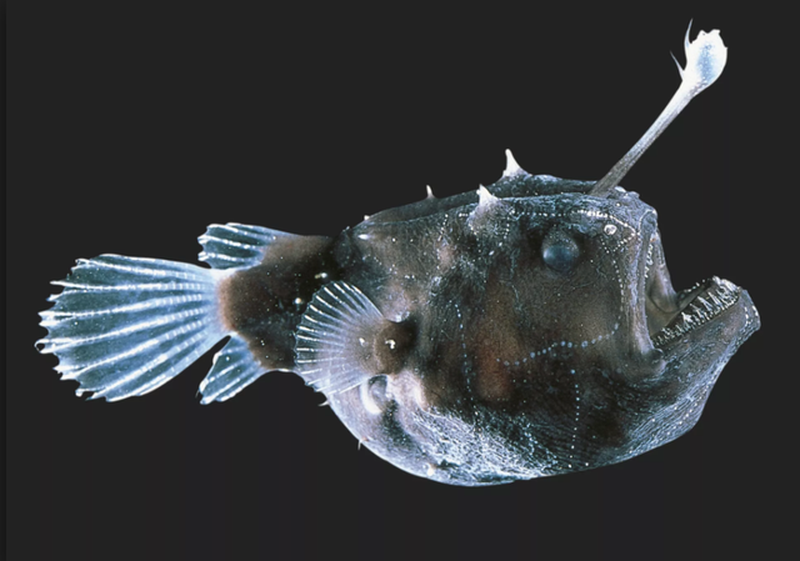cá mặt quỷ Anglerfish