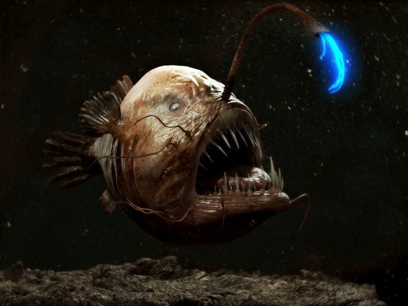 Cá mặt quỷ Anglerfish sống dưới đáy đại dương