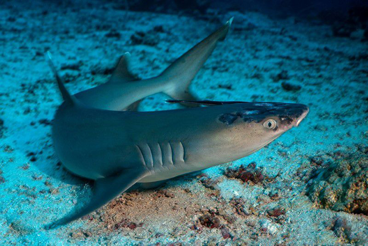 Cá mập rạn san hô bị bệnh về da