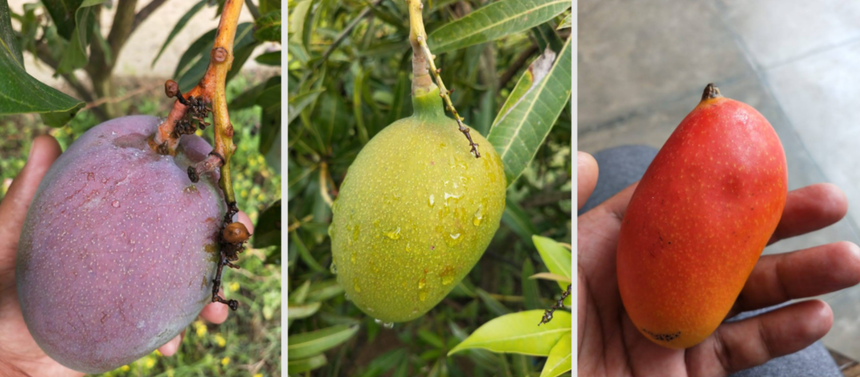 Cây xoài "thần kỳ" 