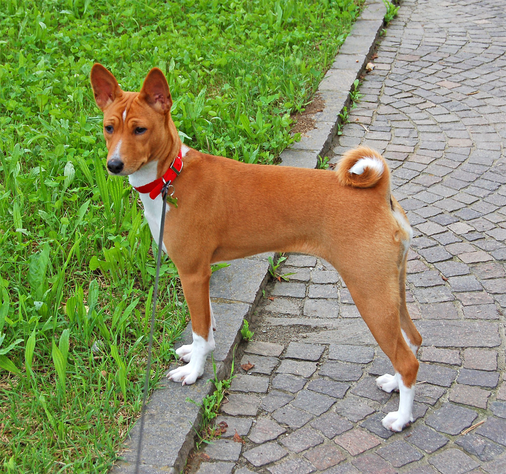 Chó Basenji theo chân các thợ săn để phát hiện thú rừng