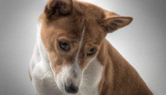 Chó Basenji - loài chó hung dữ và nguy hiểm nhưng không bao giờ sủa