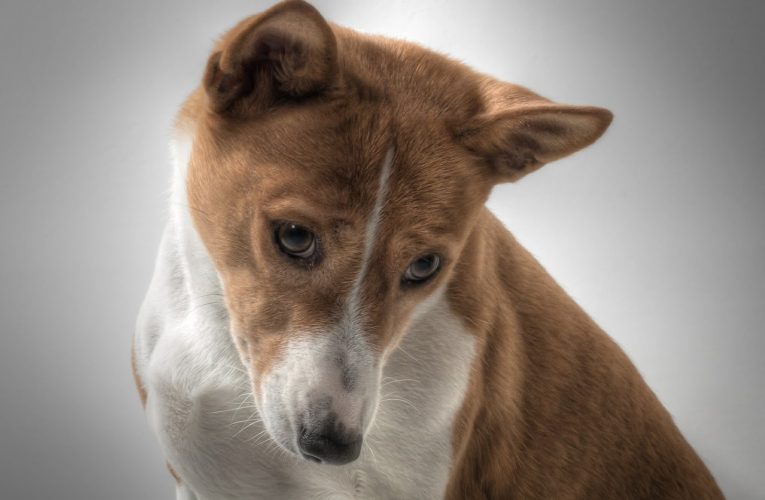 Chó Basenji – loài chó hung dữ và nguy hiểm nhưng không bao giờ sủa