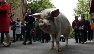Chú lợn Zhu từng sống sót sau 36 ngày bị đất vùi lấp bây giờ ra sao?