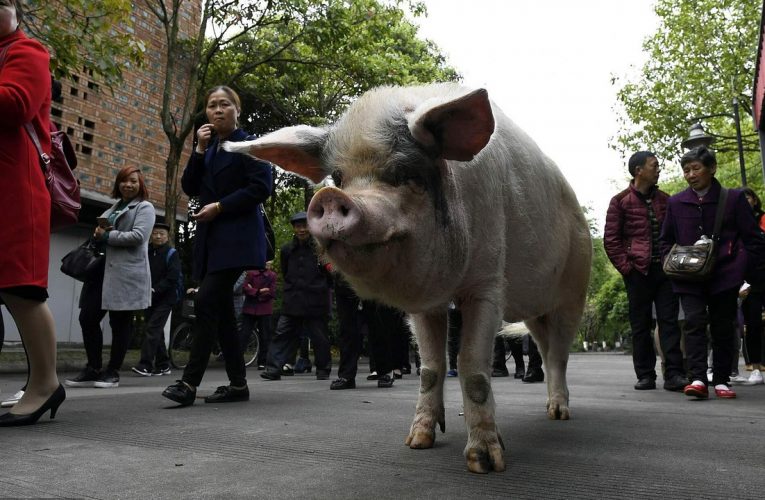 Chú lợn Zhu từng sống sót sau 36 ngày bị đất vùi lấp bây giờ ra sao?