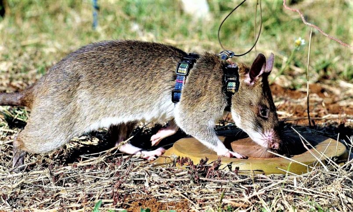 Chuột mù xác định vị trí bằng âm thanh