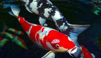 Con cá Koi lập kỷ lục thế giới vì có tuổi thọ lên đến 226 tuổi