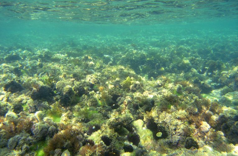 Địa Trung Hải đang bị đe dọa bởi loại rong biển độc hại