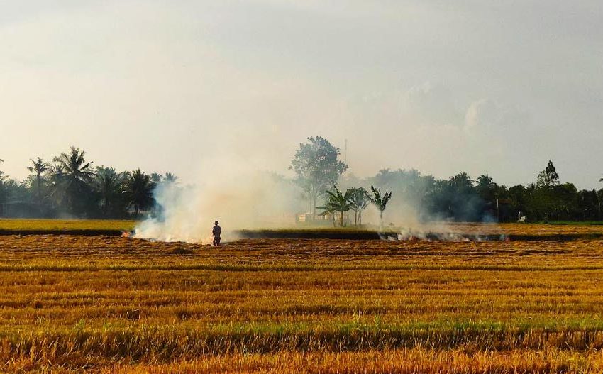 Tình hình thực tế về việc đốt đồng, rơm rạ sau mùa vụ tại Hà Nội