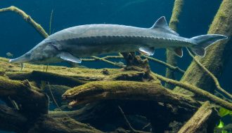 Khám phá loài cá tầm Beluga - loài cá nước ngọt lớn nhất thế giới