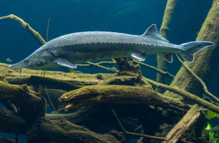 Khám phá loài cá tầm Beluga – loài cá nước ngọt lớn nhất thế giới