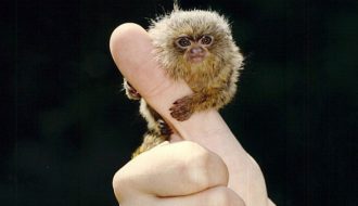 Khỉ đuôi sóc lùn - loài khỉ nhỏ nhất thế giới vừa được phát hiện