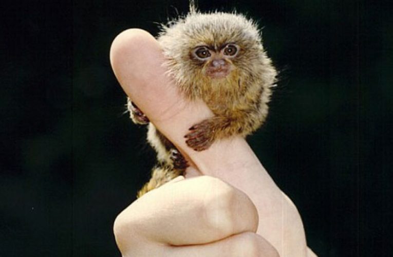 Khỉ đuôi sóc lùn – loài khỉ nhỏ nhất thế giới vừa được phát hiện