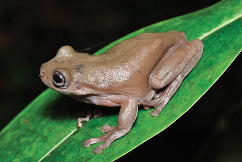 Nhà khoa học phát hiện ra một loài ếch cây màu chocolate bí ẩn