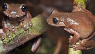 Loài ếch cây có màu chocolate vô cùng độc đáo được phát hiện tại Australia