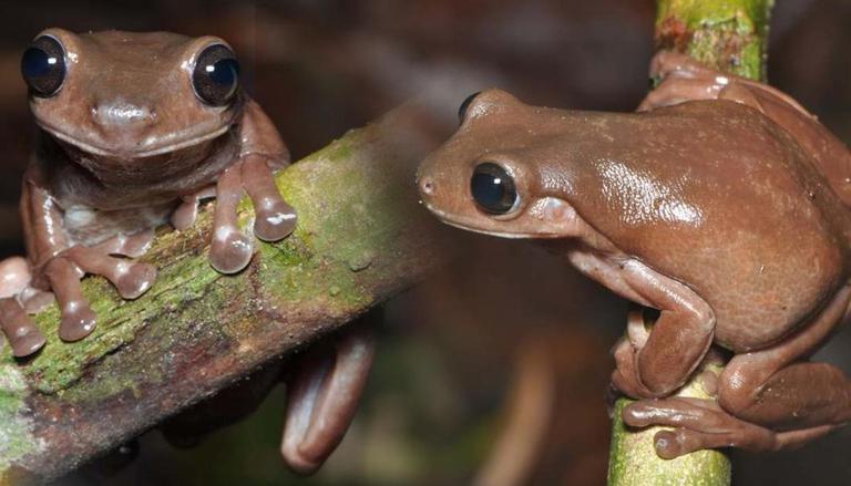 ếch cây có màu chocolate
