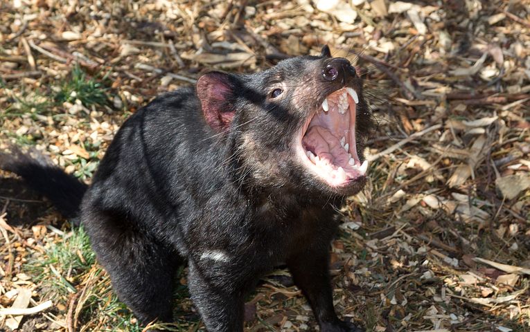 Quỷ Tasmania là loài thú ăn thịt có túi lớn nhất thế giới