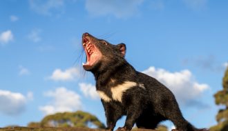 Loài Quỷ Tasmania sinh sản thành công lứa con đầu tiên kể từ khi được bảo tồn