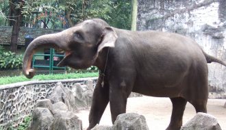 Loài voi có thể hút thức ăn nhanh gấp 30 lần con người hắt hơi