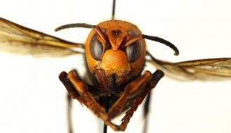 Nhà khoa học phát hiện loài thuộc họ ong bắp cày có vẻ ngoài tuyệt đẹp