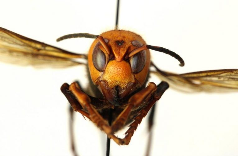 Nhà khoa học phát hiện loài thuộc họ ong bắp cày có vẻ ngoài tuyệt đẹp