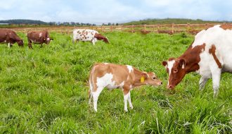 Nhân bản thành công giống bò không mang gene gây dị ứng sữa