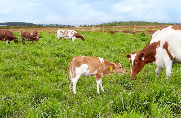 Nhân bản thành công giống bò không mang gene gây dị ứng sữa