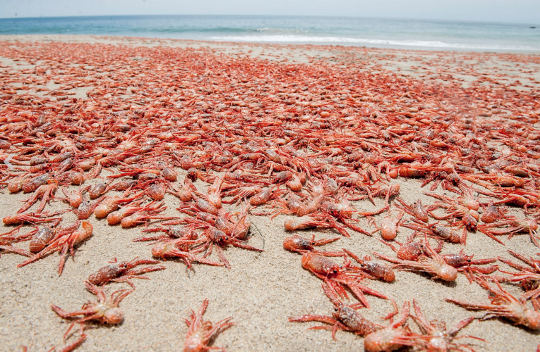Nhiều cua cá ngừ chết dạt vào bãi biển Pacific Grove ở California