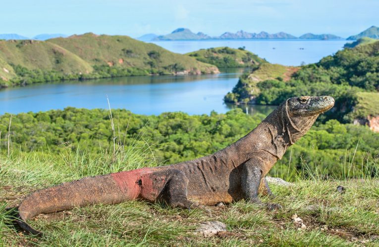 Rồng Komodo đã từng được lai tạo với loài thằn lằn cách cả đại dương