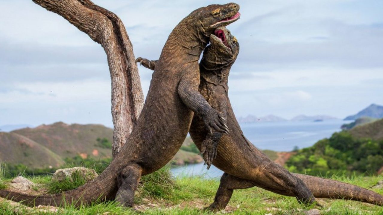 Rồng Komodo từng xuất hiện tại Úc nhưng đã tuyệt chủng
