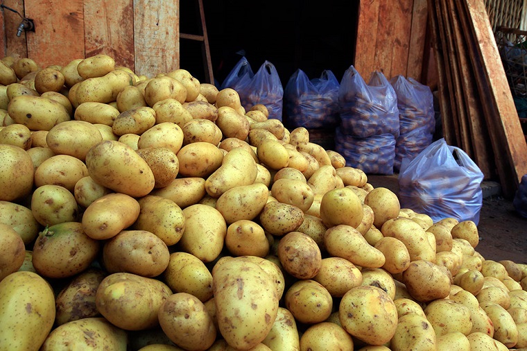Tác hại của việc ăn phải khoai tây màu xanh chứa nhiều độc tố