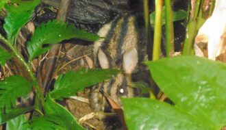 Thỏ vằn Trường Sơn - loài động vật quý hiếm vừa được phát hiện tại Lâm Đồng