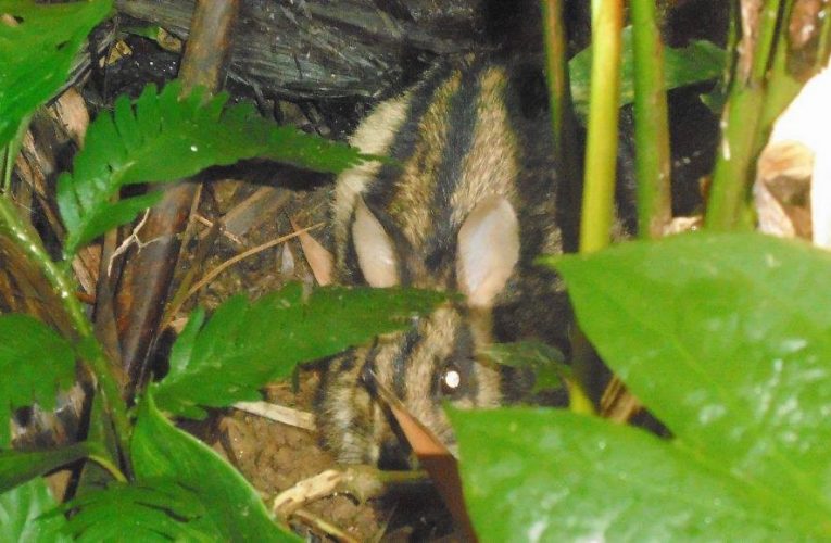 Thỏ vằn Trường Sơn – loài động vật quý hiếm vừa được phát hiện tại Lâm Đồng