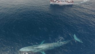 Thông qua máy dò âm thanh dưới nước phát hiện quần thể cá voi xanh