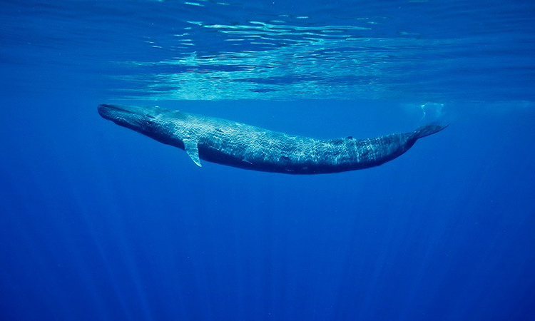 Cá voi xanh lùn