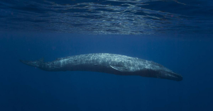 Cá voi xanh xuất hiện trên Ấn Độ Dương