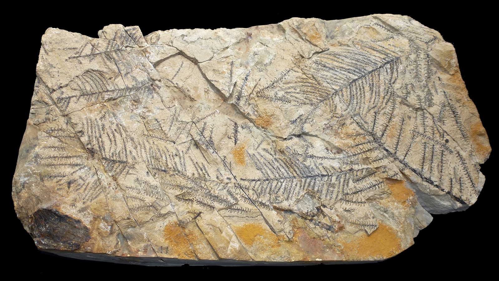 Những điều thú vị về hóa thạch cá da phiến