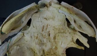 Tìm hiểu những thông tin về hóa thạch cá da phiến ở Trung Quốc
