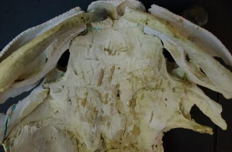 Tìm hiểu những thông tin về hóa thạch cá da phiến ở Trung Quốc