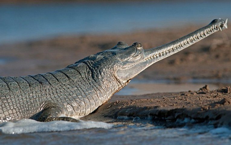 Tìm hiểu về loài cá sấu Ấn Độ có bản tính hiền lành, không tấn công người